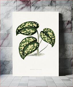Πίνακας, Pothos Argyraea leaf illustration
