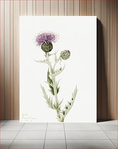 Πίνακας, Prairie Thistle (Cirsium undulatum) (1923) by Mary Vaux Walcott