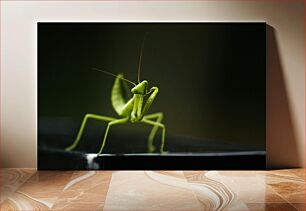 Πίνακας, Praying Mantis Close-Up Κοντινό πλάνο Praying Mantis