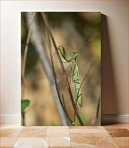Πίνακας, Praying Mantis on a Branch Praying Mantis σε ένα κλαδί