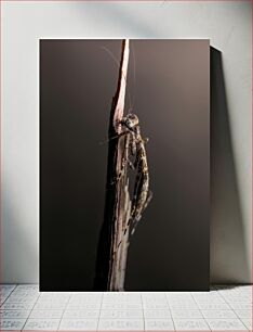 Πίνακας, Praying Mantis on a Stick Praying Mantis σε ένα ραβδί