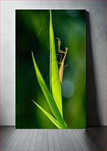 Πίνακας, Praying Mantis on Green Leaf Προσευχή Mantis στο πράσινο φύλλο