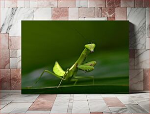 Πίνακας, Praying Mantis on Leaf Praying Mantis on Leaf