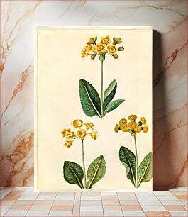 Πίνακας, Primula ×polyantha (?);Primula veris (?) by Maria Sibylla Merian