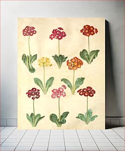 Πίνακας, Primula ×pubescens (garden auricle) by Maria Sibylla Merian