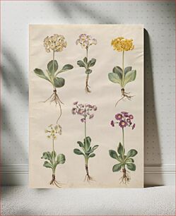 Πίνακας, Primula ×pubescens Wulfen (garden auricle) by Maria Sibylla Merian