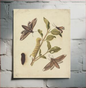 Πίνακας, Privet Hawk Moths and Callajoppa Exaltatoria