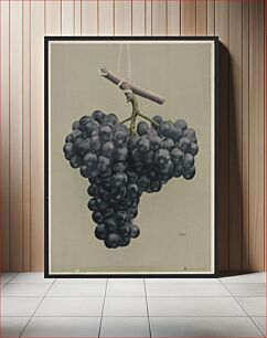 Πίνακας, Prize black Alicante grapes