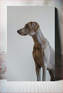 Πίνακας, Profile of a Dog Προφίλ ενός σκύλου
