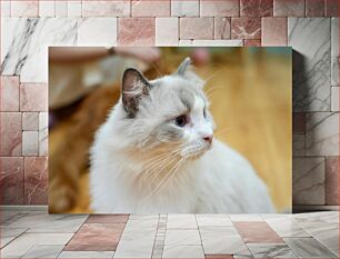 Πίνακας, Profile of a Fluffy Cat Προφίλ μιας χνουδωτής γάτας