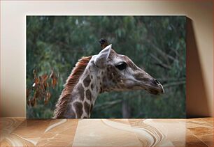 Πίνακας, Profile of a Giraffe Προφίλ μιας καμηλοπάρδαλης