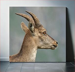 Πίνακας, Profile of a Horned Animal Προφίλ ενός κερασφόρου ζώου