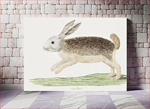 Πίνακας, Pronolagus sp: Karoo hare (1777–1786) by Robert Jacob Gordon