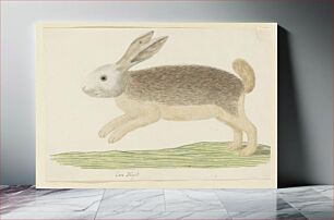 Πίνακας, Pronolagus sp. (Karoo hare) (1777–1786) by Robert Jacob Gordon