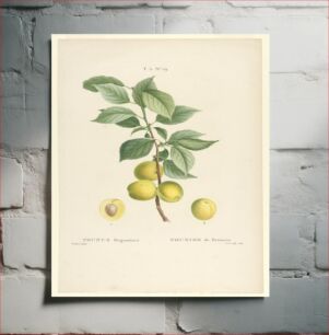 Πίνακας, Prunus Brigantiaca, J. N. Joly