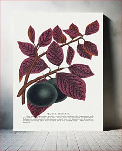 Πίνακας, Prunus Pissardi tree lithograph