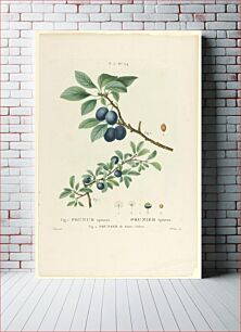 Πίνακας, Prunus spinosa; Prunier de St. Julien, Mlle Duclos