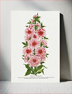 Πίνακας, Prunus Triloba flower lithograph