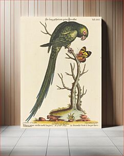 Πίνακας, Psittacus minor viridis cauda longiore Occidentalis (1749-76) by George Edwards