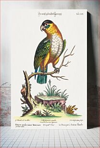 Πίνακας, Psittacus viridis minor Mexicanus (1749-76) by George Edwards