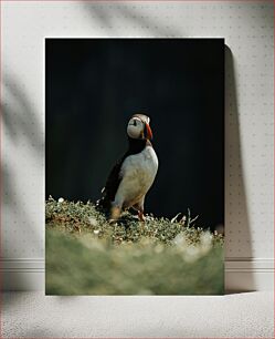 Πίνακας, Puffin on a Cliffside Puffin σε έναν απότομο βράχο