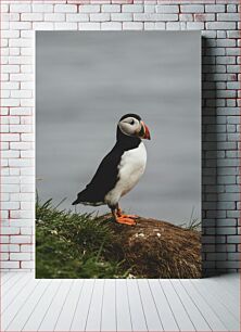 Πίνακας, Puffin on a Coastal Rock Puffin σε έναν παράκτιο βράχο