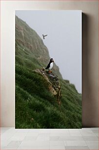 Πίνακας, Puffin on a Foggy Cliff Puffin σε έναν ομιχλώδη βράχο