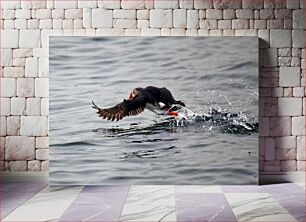 Πίνακας, Puffin Taking Flight Over Water Puffin που πετάει πάνω από το νερό