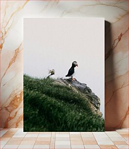 Πίνακας, Puffins on a Cliff Puffins σε έναν γκρεμό