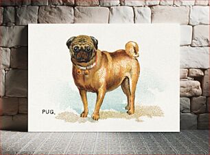 Πίνακας, Pug, from the Dogs of the World series for Old Judge Cigarettes (1890) chromolithograph art
