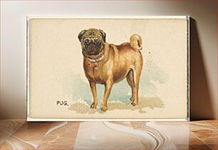Πίνακας, Pug, from the Dogs of the World series for Old Judge Cigarettes