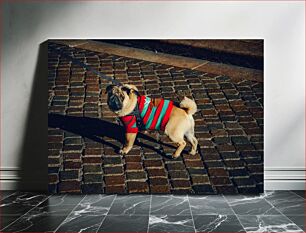 Πίνακας, Pug in a Sweater on Cobblestone Street Pug in a πουλόβερ στην Cobblestone Street