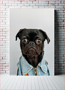 Πίνακας, Pug in Denim Jacket Pug in τζιν μπουφάν