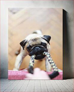 Πίνακας, Pug Playing Tug-of-War Pug Playing Tug-of-War