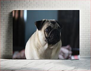 Πίνακας, Pug Portrait Πορτραίτο Pug