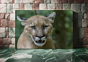 Πίνακας, Puma in the Wild Puma in the Wild