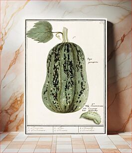 Πίνακας, Pumpkin, Cucurbita pepo (1596–1610) by Anselmus Boëtius de Boodt