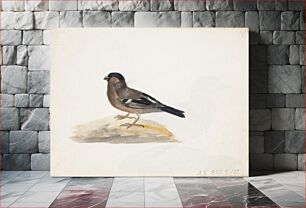 Πίνακας, Punatulkkunaaras, 1830part of a sketchbook, by Ferdinand von Wright