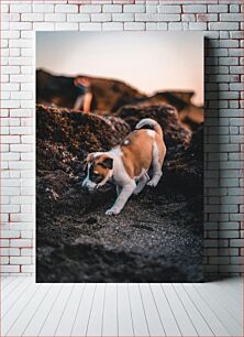 Πίνακας, Puppy Exploring Outdoors Κουτάβι που εξερευνά σε εξωτερικούς χώρους
