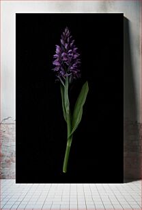 Πίνακας, Purple Flower on Black Background Μωβ λουλούδι σε μαύρο φόντο