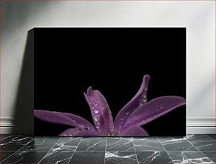 Πίνακας, Purple Flower with Dew Μωβ λουλούδι με δροσιά