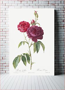 Πίνακας, Purple French Rose, Rosa gallica purpuro-violacea magna from Les Roses (1817–1824) by Pierre-Joseph Redouté