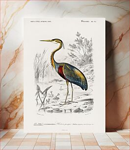 Πίνακας, Purple heron (Ardea purpurea) illustrated by Charles Dessalines D' Orbigny (1806-1876)