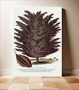 Πίνακας, Purple Leaved Beach tree lithograph