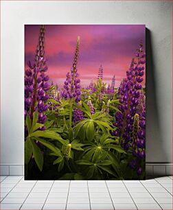 Πίνακας, Purple Lupines at Sunset Μωβ λούπινα στο ηλιοβασίλεμα