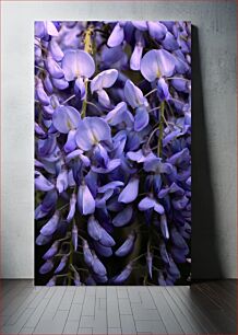 Πίνακας, Purple Wisteria Blooms Μωβ Wisteria Blooms