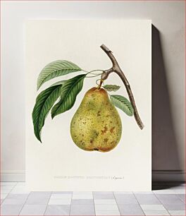 Πίνακας, Pyrus communis, a vintage illustration of a pear