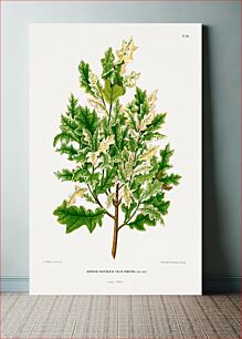 Πίνακας, Quercus Fastigeata Foliis Punctata (Oak) chromolithograph plates by Abraham Jacobus Wendel