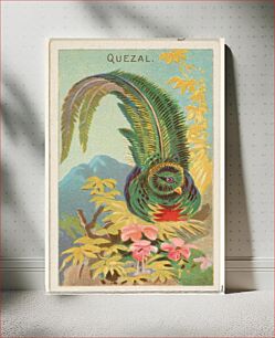 Πίνακας, Quetzal, from the Birds of the Tropics series (N5) for Allen & Ginter Cigarettes Brands