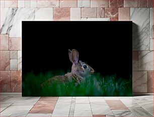 Πίνακας, Rabbit in the Grass Κουνέλι στο γρασίδι
